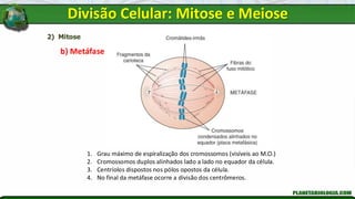 2) Mitose
b) Metáfase
1. Grau máximo de espiralização dos cromossomos (visíveis ao M.O.)
2. Cromossomos duplos alinhados lado a lado no equador da célula.
3. Centríolos dispostos nos pólos opostos da célula.
4. No final da metáfase ocorre a divisão dos centrômeros.
Divisão Celular: Mitose e Meiose
 