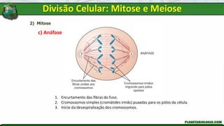 2) Mitose
c) Anáfase
1. Encurtamento das fibras do fuso.
2. Cromossomos simples (cromátides irmãs) puxadas para os pólos da célula.
3. Início da desespiralização dos cromossomos.
Divisão Celular: Mitose e Meiose
 