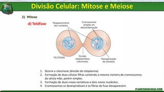 2) Mitose
d) Telófase
1. Ocorre a citocinese (divisão do citoplasma)
2. Formação de duas células filhas contendo o mesmo número de cromossomos
da célula mãe, porém simples.
3. Formação de duas novas cariotecas e dois novos nucléolos.
4. Cromossomos se desespiralizam e as fibras do fuso desaparecem.
Divisão Celular: Mitose e Meiose
 