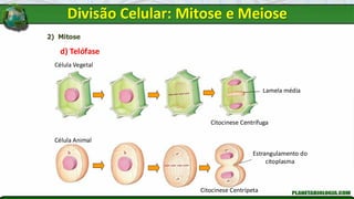 2) Mitose
d) Telófase
Célula Animal
Célula Vegetal
Citocinese Centrífuga
Citocinese Centrípeta
Lamela média
Estrangulamento do
citoplasma
Divisão Celular: Mitose e Meiose
 
