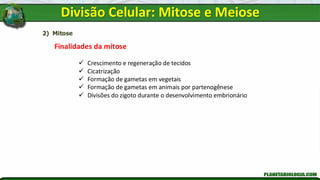 2) Mitose
Finalidades da mitose
✓ Crescimento e regeneração de tecidos
✓ Cicatrização
✓ Formação de gametas em vegetais
✓ Formação de gametas em animais por partenogênese
✓ Divisões do zigoto durante o desenvolvimento embrionário
Divisão Celular: Mitose e Meiose
 