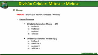 3) Meiose
Intérfase – Duplicação do DNA (Antecede a Meiose)
▪ Etapas da meiose
▪ Divisão Reducional ou Meiose I – (R!)
a) Prófase I
b) Metáfase I
c) Anáfase I
d) Telófase I
▪ Divisão Equacional ou Meiose II (E!)
a) Prófase II
b) Metáfase II
c) Anáfase II
d) Telófase II
Divisão Celular: Mitose e Meiose
 