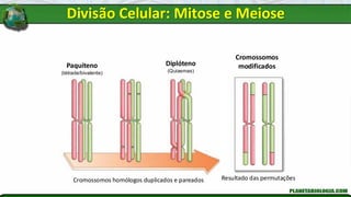 Cromossomos homólogos duplicados e pareados Resultado das permutações
Paquíteno
(tétrade/bivalente)
Diplóteno
(Quiasmas)
Cromossomos
modificados
Divisão Celular: Mitose e Meiose
 