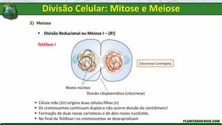 3) Meiose
▪ Divisão Reducional ou Meiose I – (R!)
Telófase I
▪ Célula mãe (2n) origina duas células filhas (n)
▪ Os cromossomos continuam duplos e não ocorre divisão do centrômero!
▪ Formação de duas novas cariotecas e de dois novos nucléolos.
▪ No final da Telófase I os cromossomos se desespiralizam
Divisão citoplasmática (citocinese)
Novos núcleos
Citocinese Centrípeta
Divisão Celular: Mitose e Meiose
 