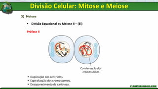 3) Meiose
▪ Divisão Equacional ou Meiose II – (E!)
Prófase II
▪ Duplicação dos centríolos.
▪ Espiralização dos cromossomos.
▪ Desaparecimento da carioteca.
Condensação dos
cromossomos
Divisão Celular: Mitose e Meiose
 