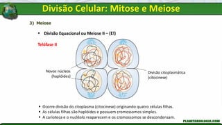 3) Meiose
▪ Divisão Equacional ou Meiose II – (E!)
Telófase II
▪ Ocorre divisão do citoplasma (citocinese) originando quatro células filhas.
▪ As células filhas são haplóides e possuem cromossomos simples.
▪ A carioteca e o nucléolo reaparecem e os cromossomos se descondensam.
Novos núcleos
(haplóides)
Divisão citoplasmática
(citocinese)
Divisão Celular: Mitose e Meiose
 