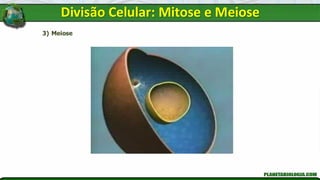 3) Meiose
Divisão Celular: Mitose e Meiose
 