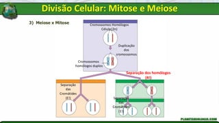 Cromossomos Homólogos
Célula (2n)
Duplicação
dos
cromossomos
Cromossomos
homólogos duplos
Separação dos homólogos
(R!)
Separação
das
Cromátides
(E!)
3) Meiose x Mitose
Separação
das
Cromátides
(E!)
Divisão Celular: Mitose e Meiose
 