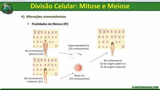 4) Alterações cromossômicas
▪ Finalidades da Meiose (R!)
46 cromossomos
paternos (2n)
46 cromossomos
maternos (2n)
Espermatozóide (n)
(23 cromossomos)
Óvulo (n)
(23 cromossomos)
46 cromossomos
(23 de origem paterna e
23 de origem materna)
Divisão Celular: Mitose e Meiose
 