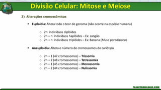 3) Alterações cromossômicas
▪ Euploidia: Altera todo o teor do genoma (não ocorre na espécie humana)
o 2n: indivíduos diplóides
o 2n – n: indivíduos haplóides – Ex: zangão
o 2n + n: indivíduos triplóides – Ex: Banana (Musa paradisíaca)
▪ Aneuploidia: Altera o número de cromossomos do cariótipo
o 2n + 1 (47 cromossomos) – Trissomia
o 2n + 2 (48 cromossomos) – Tetrassomia
o 2n – 1 (45 cromossomos) – Monossomia
o 2n – 2 (44 cromossomos) – Nulissomia
Divisão Celular: Mitose e Meiose
 