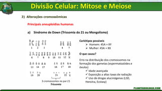 3) Alterações cromossômicas
Principais aneuploidias humanas
a) Síndrome de Down (Trissomia do 21 ou Mongolismo)
3 cromossomos no par 21
Trissomia
Cariótipos possíveis
➢ Homem: 45A + XY
➢ Mulher: 45A + XX
O que causa?
Erro na distribuição dos cromossomos na
formação dos gametas (espermatozóides e
óvulos)
✓ Idade avançada
✓ Exposição a altas taxas de radiação
✓ Uso de drogas alucinógenas (LSD,
Heroína, Ecstasy)
Divisão Celular: Mitose e Meiose
 