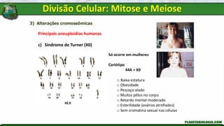 3) Alterações cromossômicas
Principais aneuploidias humanas
c) Síndrome de Turner (X0)
Só ocorre em mulheres
Cariótipo
44A + X0
o Baixa estatura
o Obesidade
o Pescoço alado
o Muitos pêlos no corpo
o Retardo mental moderado
o Esterilidade (ovários atrofiados)
o Sem cromatina sexual nas células
Divisão Celular: Mitose e Meiose
 