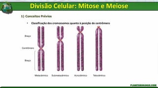 1) Conceitos Prévios
• Classificação dos cromossomos quanto à posição do centrômero
Braço
Braço
Centrômero
Metacêntrico Submetacêntrico Acrocêntrico Telocêntrico
Divisão Celular: Mitose e Meiose
 