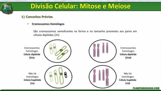 1) Conceitos Prévios
• Cromossomos Homólogos
São cromossomos semelhantes na forma e no tamanho presentes aos pares em
células diplóides (2n)
Cromossomos
homólogos
Célula diplóide
(2n)s
Cromossomos
homólogos
Célula diplóide
(2n)d
Não há
homólogos
Célula haplóide
(n)d
Não há
homólogos
Célula haplóide
(n)s
Divisão Celular: Mitose e Meiose
 