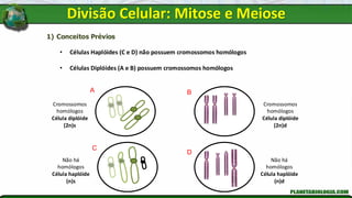 1) Conceitos Prévios
• Células Haplóides (C e D) não possuem cromossomos homólogos
• Células Diplóides (A e B) possuem cromossomos homólogos
Cromossomos
homólogos
Célula diplóide
(2n)s
Cromossomos
homólogos
Célula diplóide
(2n)d
Não há
homólogos
Célula haplóide
(n)d
Não há
homólogos
Célula haplóide
(n)s
A B
C
D
Divisão Celular: Mitose e Meiose
 
