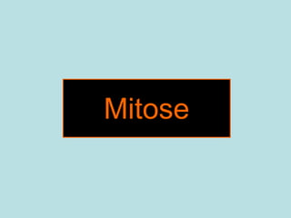 Mitose
 