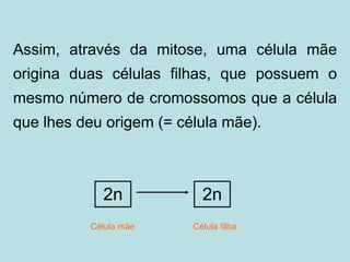 Assim, através da mitose, uma célula mãe
origina duas células filhas, que possuem o
mesmo número de cromossomos que a célula
que lhes deu origem (= célula mãe).
2n 2n
Célula mãe Célula filha
 