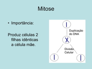 Mitose
• Importância:
Produz células 2
filhas idênticas
a célula mãe.
Duplicação
do DNA
Divisão
Celular
 