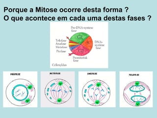Porque a Mitose ocorre desta forma ?
O que acontece em cada uma destas fases ?
 