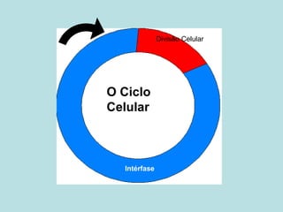Divisão Celular
Intérfase
O Ciclo
Celular
 
