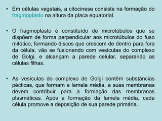 • Em células vegetais, a citocinese consiste na formação do
fragmoplasto na altura da placa equatorial.
• O fragmoplasto é constituído de microtúbulos que se
dispõem de forma perpendicular aos microtúbulos do fuso
mitótico, formando discos que crescem de dentro para fora
da célula, vão se fusionando com vesículas do complexo
de Golgi, e alcançam a parede celular, separando as
células filhas.
• As vesículas do complexo de Golgi contêm substâncias
pécticas, que formam a lamela média, e suas membranas
devem contribuir para a formação das membranas
plasmáticas. Após a formação da lamela média, cada
célula promove a deposição de sua parede primária.
 