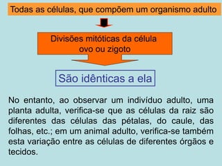 No entanto, ao observar um indivíduo adulto, uma
planta adulta, verifica-se que as células da raiz são
diferentes das células das pétalas, do caule, das
folhas, etc.; em um animal adulto, verifica-se também
esta variação entre as células de diferentes órgãos e
tecidos.
Todas as células, que compõem um organismo adulto
São idênticas a ela
Divisões mitóticas da célula
ovo ou zigoto
 