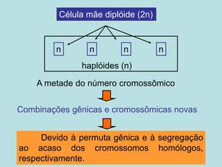 Devido à permuta gênica e à segregação
ao acaso dos cromossomos homólogos,
respectivamente.
Célula mãe diplóide (2n)
haplóides (n)
A metade do número cromossômico
Combinações gênicas e cromossômicas novas
n n n n
 