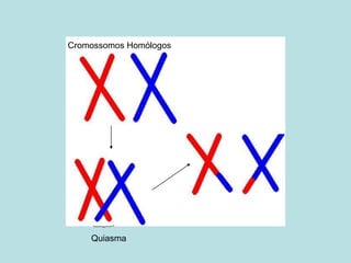 Quiasma
Cromossomos Homólogos
 