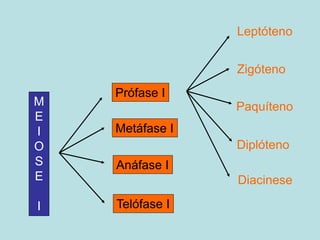 Prófase I
Leptóteno
Zigóteno
Paquíteno
Diplóteno
Diacinese
M
E
I
O
S
E
I
Metáfase I
Anáfase I
Telófase I
 