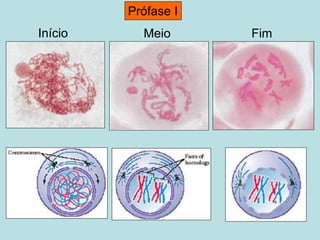 Prófase I
Início Meio Fim
 