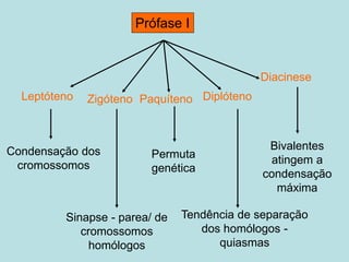 Prófase I
Leptóteno Zigóteno Paquíteno Diplóteno
Diacinese
Condensação dos
cromossomos
Sinapse - parea/ de
cromossomos
homólogos
Permuta
genética
Tendência de separação
dos homólogos -
quiasmas
Bivalentes
atingem a
condensação
máxima
 