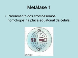 Metáfase 1
• Pareamento dos cromossomos
homólogos na placa equatorial da célula.
 