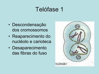 Telófase 1
• Descondensação
dos cromossomos
• Reaparecimento do
nucléolo e carioteca
• Desaparecimento
das fibras do fuso
 