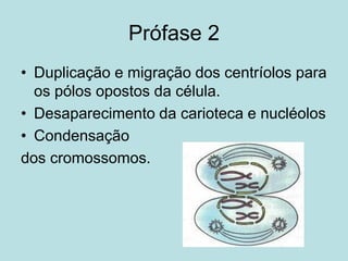 Prófase 2
• Duplicação e migração dos centríolos para
os pólos opostos da célula.
• Desaparecimento da carioteca e nucléolos
• Condensação
dos cromossomos.
 
