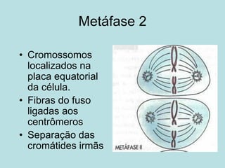 Metáfase 2
• Cromossomos
localizados na
placa equatorial
da célula.
• Fibras do fuso
ligadas aos
centrômeros
• Separação das
cromátides irmãs
 
