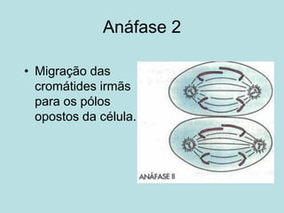 Anáfase 2
• Migração das
cromátides irmãs
para os pólos
opostos da célula.
 