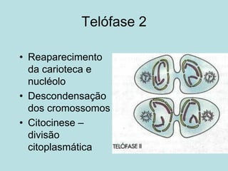 Telófase 2
• Reaparecimento
da carioteca e
nucléolo
• Descondensação
dos cromossomos
• Citocinese –
divisão
citoplasmática
 