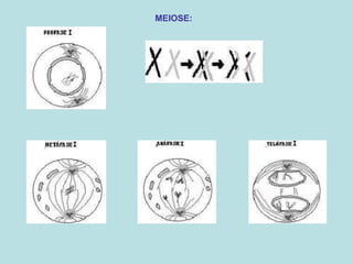 MEIOSE:
 