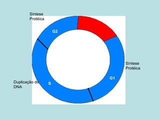 G1
S
G2
Síntese
Protéica
Duplicação do
DNA
Síntese
Protéica
 