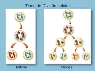 Tipos de Divisão celular
Mitose Meiose
 