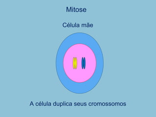 Mitose
A célula duplica seus cromossomos
Célula mãe
 
