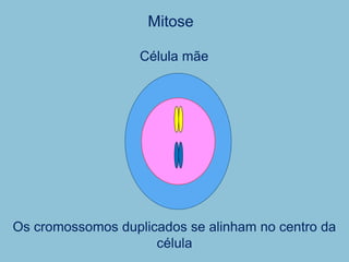Mitose
Os cromossomos duplicados se alinham no centro da
célula
Célula mãe
 