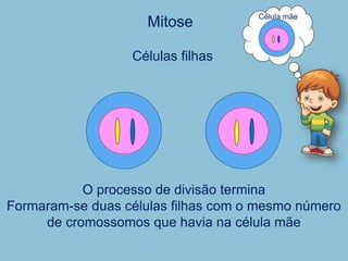 Mitose
O processo de divisão termina
Formaram-se duas células filhas com o mesmo número
de cromossomos que havia na célula mãe
Células filhas
00
Célula mãe
 