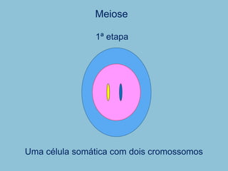 Meiose
Uma célula somática com dois cromossomos
1ª etapa
 