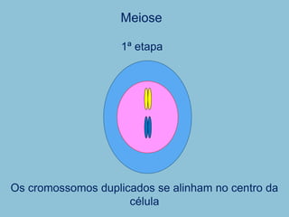 Os cromossomos duplicados se alinham no centro da
célula
1ª etapa
Meiose
 