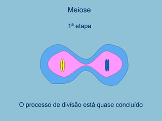 O processo de divisão está quase concluído
1ª etapa
Meiose
 