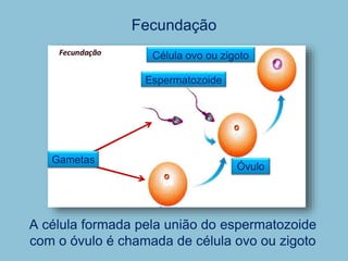 Fecundação
A célula formada pela união do espermatozoide
com o óvulo é chamada de célula ovo ou zigoto
Espermatozoide
Óvulo
Gametas
Célula ovo ou zigoto
 
