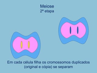 Em cada célula filha os cromossomos duplicados
(original e cópia) se separam
2ª etapa
Meiose
 