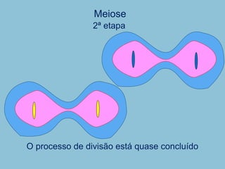 O processo de divisão está quase concluído
Meiose
2ª etapa
 