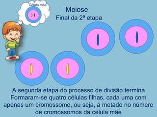 Meiose
A segunda etapa do processo de divisão termina
Formaram-se quatro células filhas, cada uma com
apenas um cromossomo, ou seja, a metade no número
de cromossomos da célula mãe
Final da 2ª etapa
Célula mãe
 